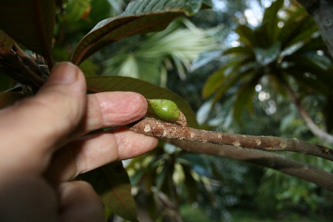 پوتریا ویریدیس